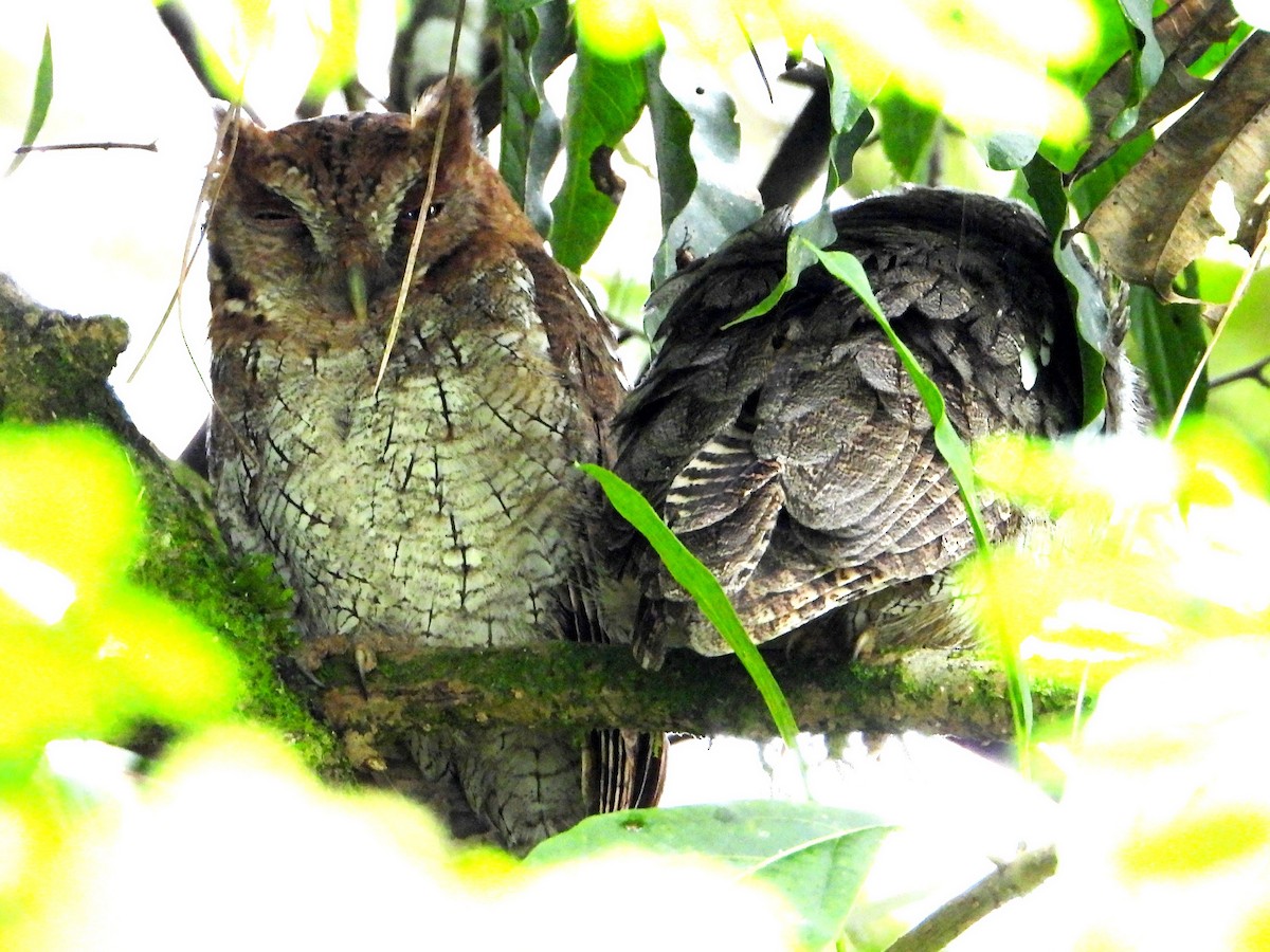 Tropical Screech-Owl - ML642770502