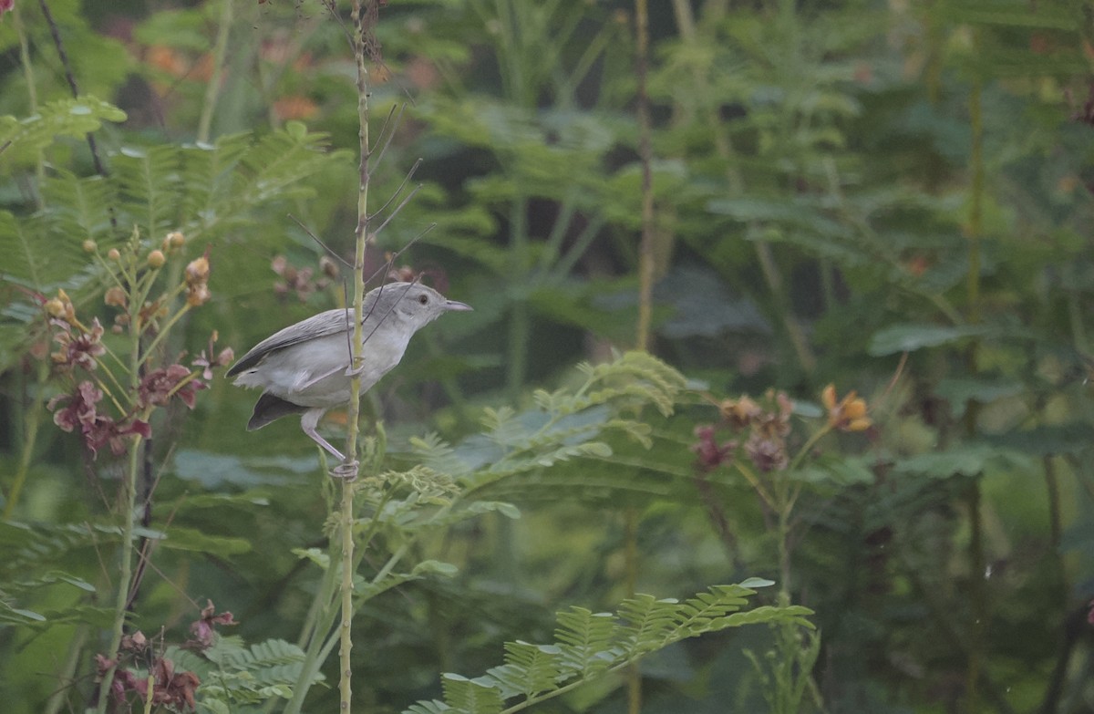Graceful Prinia - ML642770518
