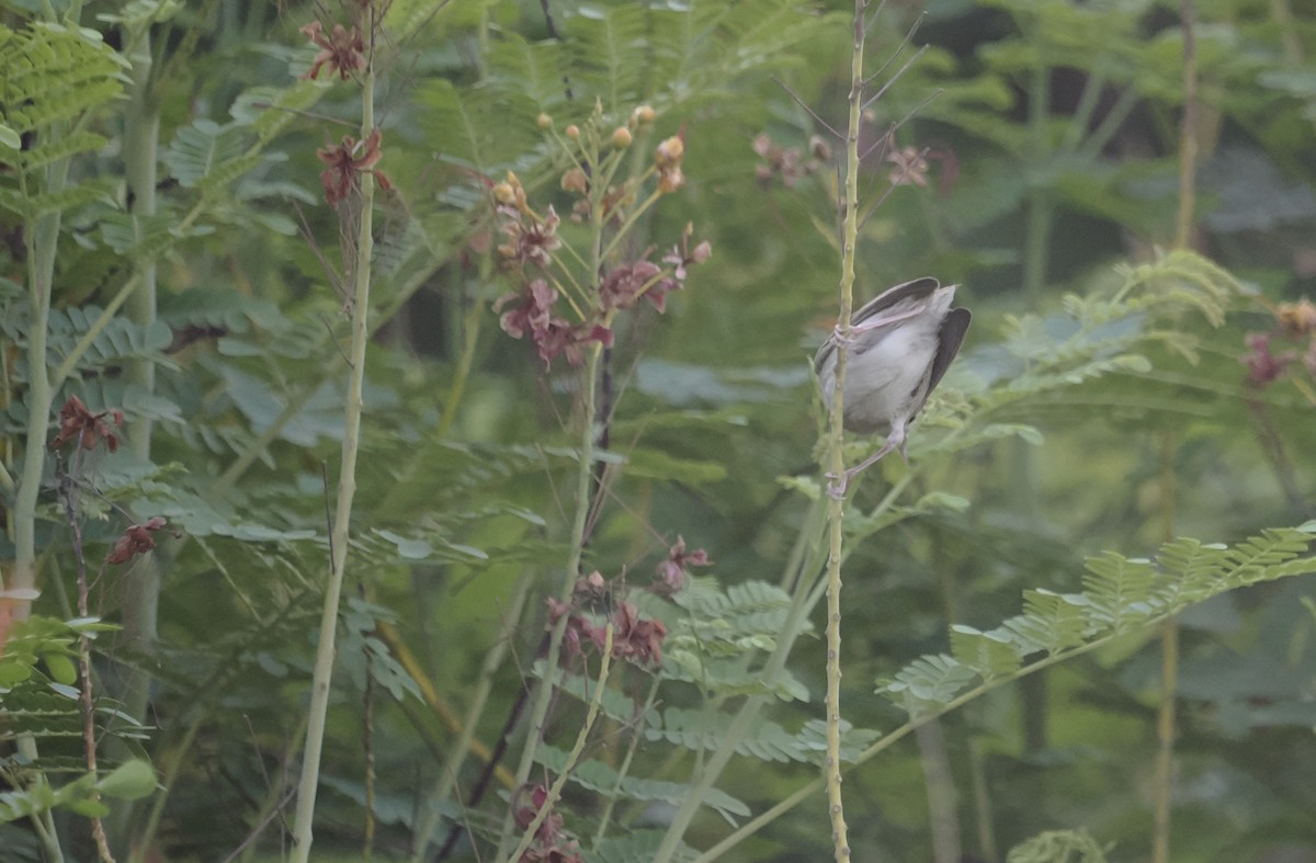 Graceful Prinia - ML642770519