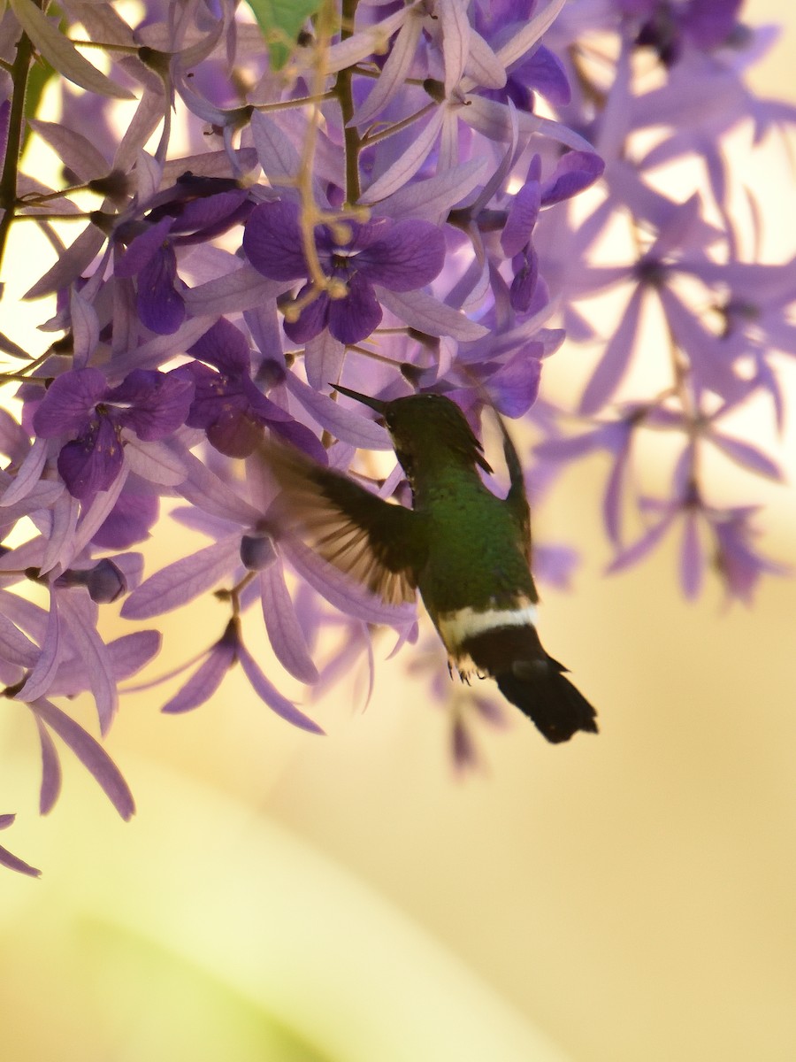 Butterfly Coquette - ML642770525