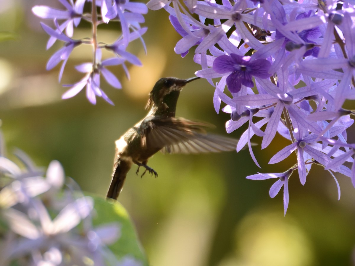 Butterfly Coquette - ML642770527
