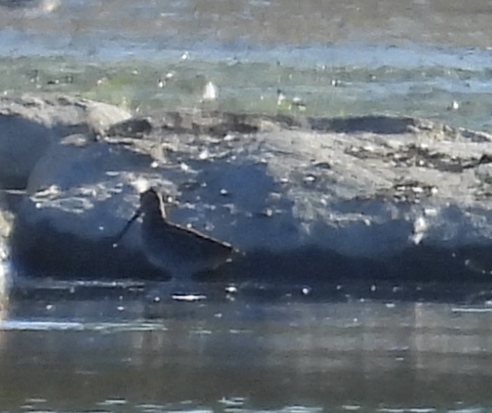 Wilson's Snipe - ML642770554