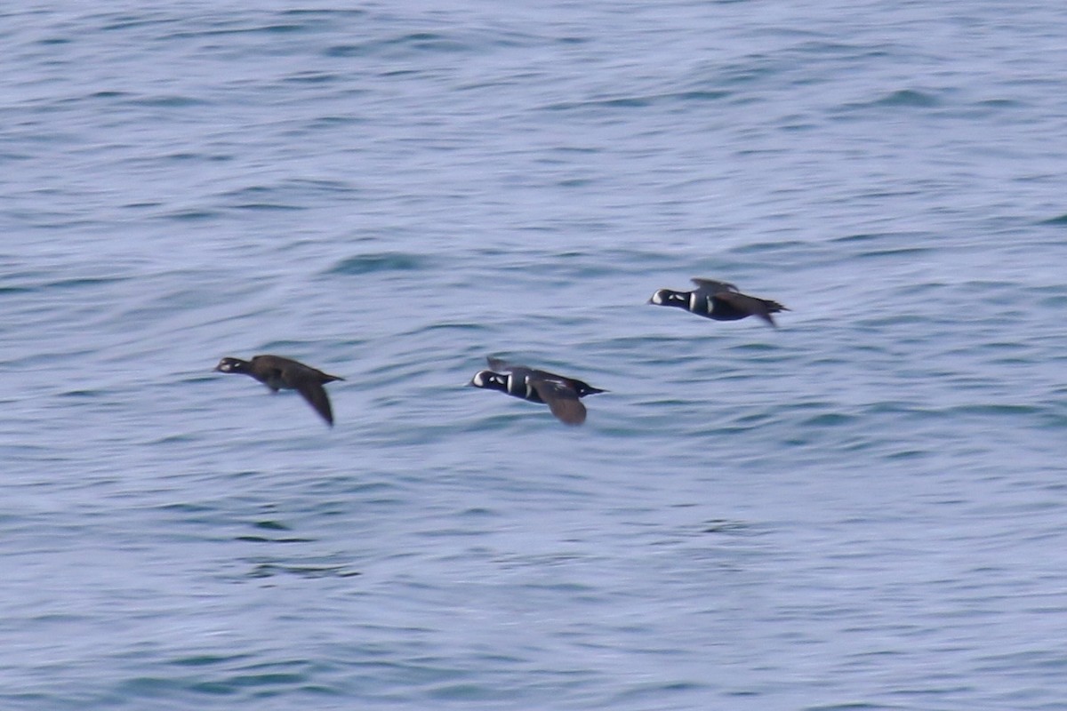 Harlequin Duck - ML642770555