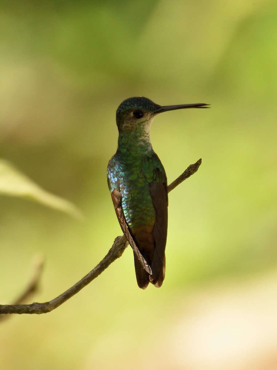 Golden-tailed Sapphire - ML642770567