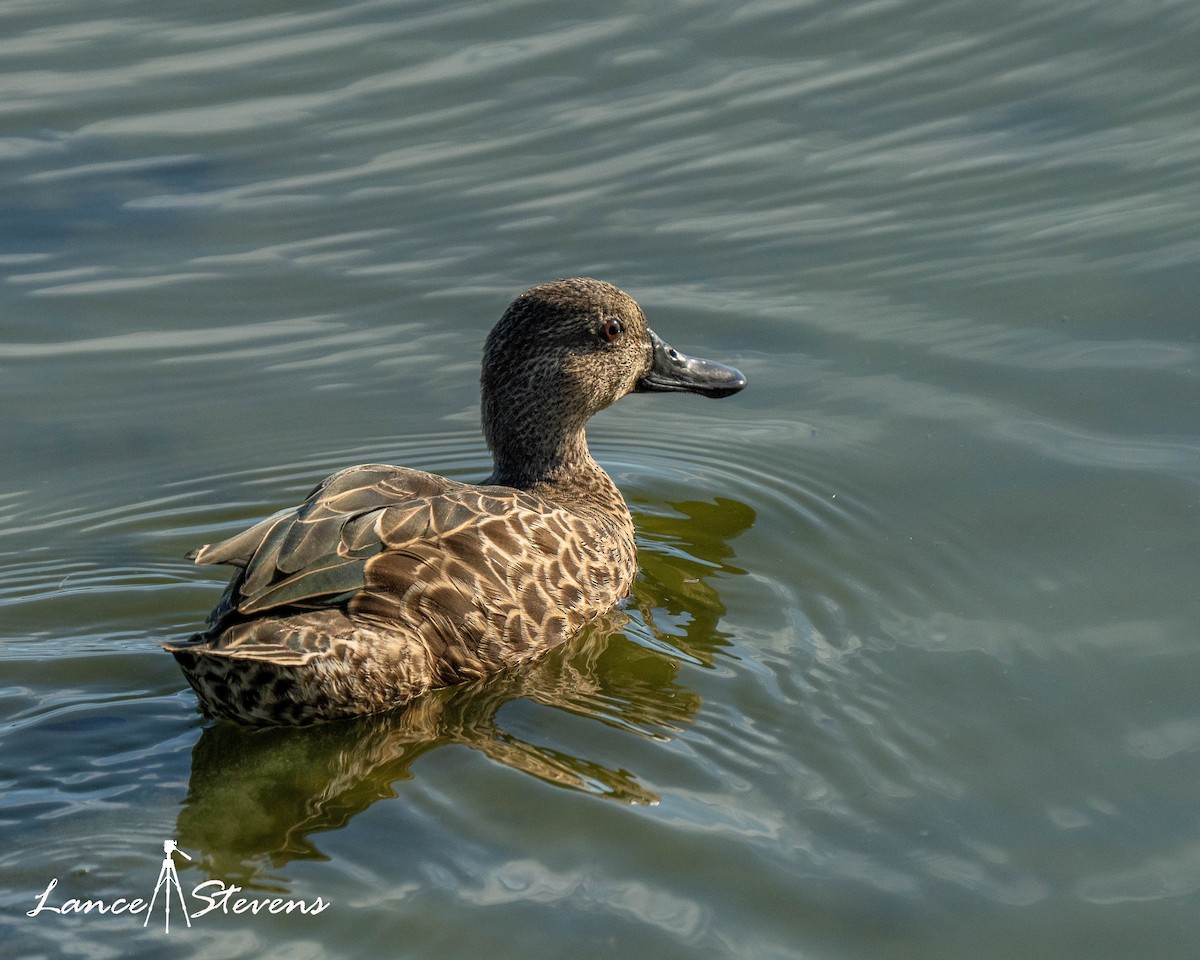 Blue-winged Teal - ML642770589