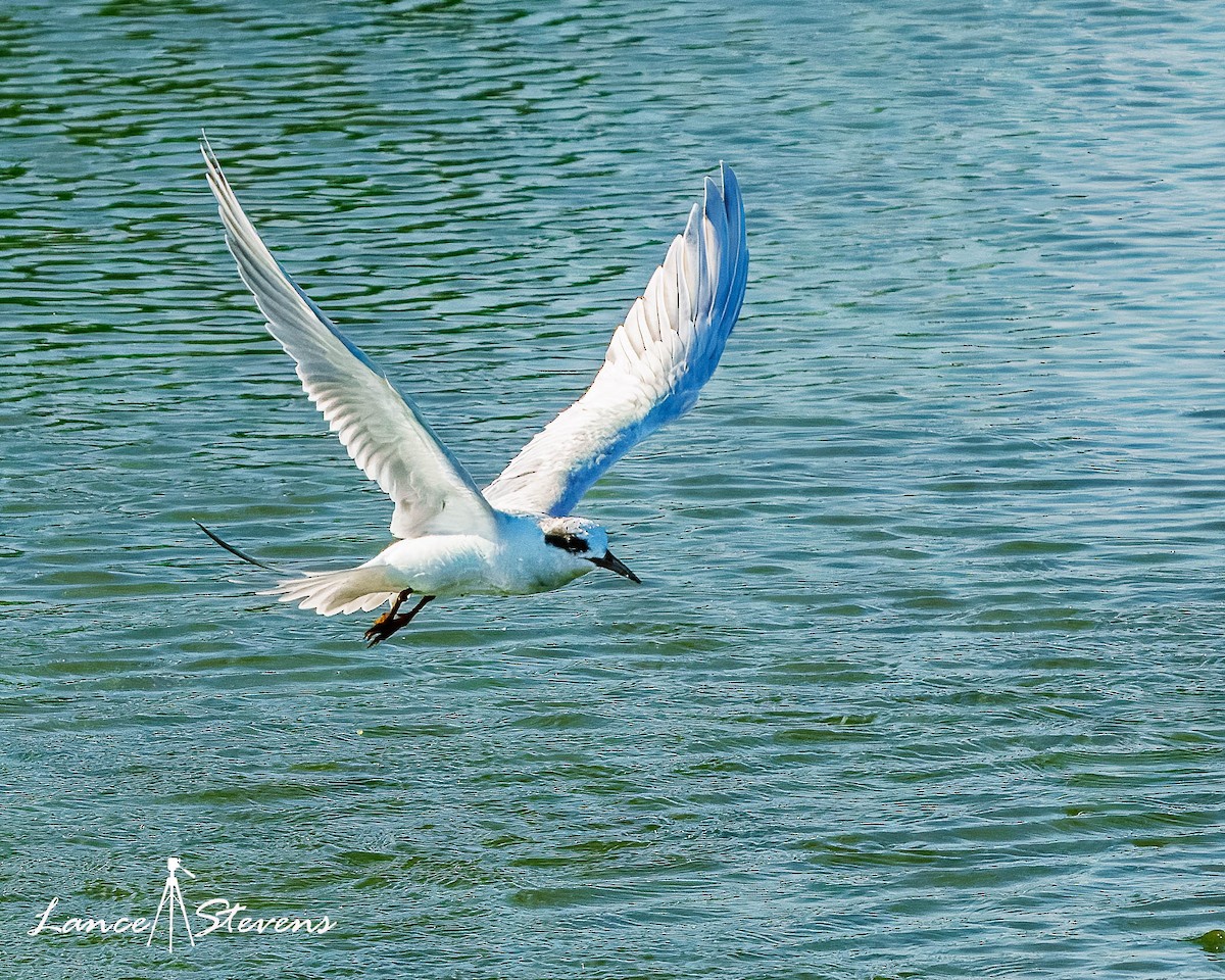 Forster's Tern - ML642770594