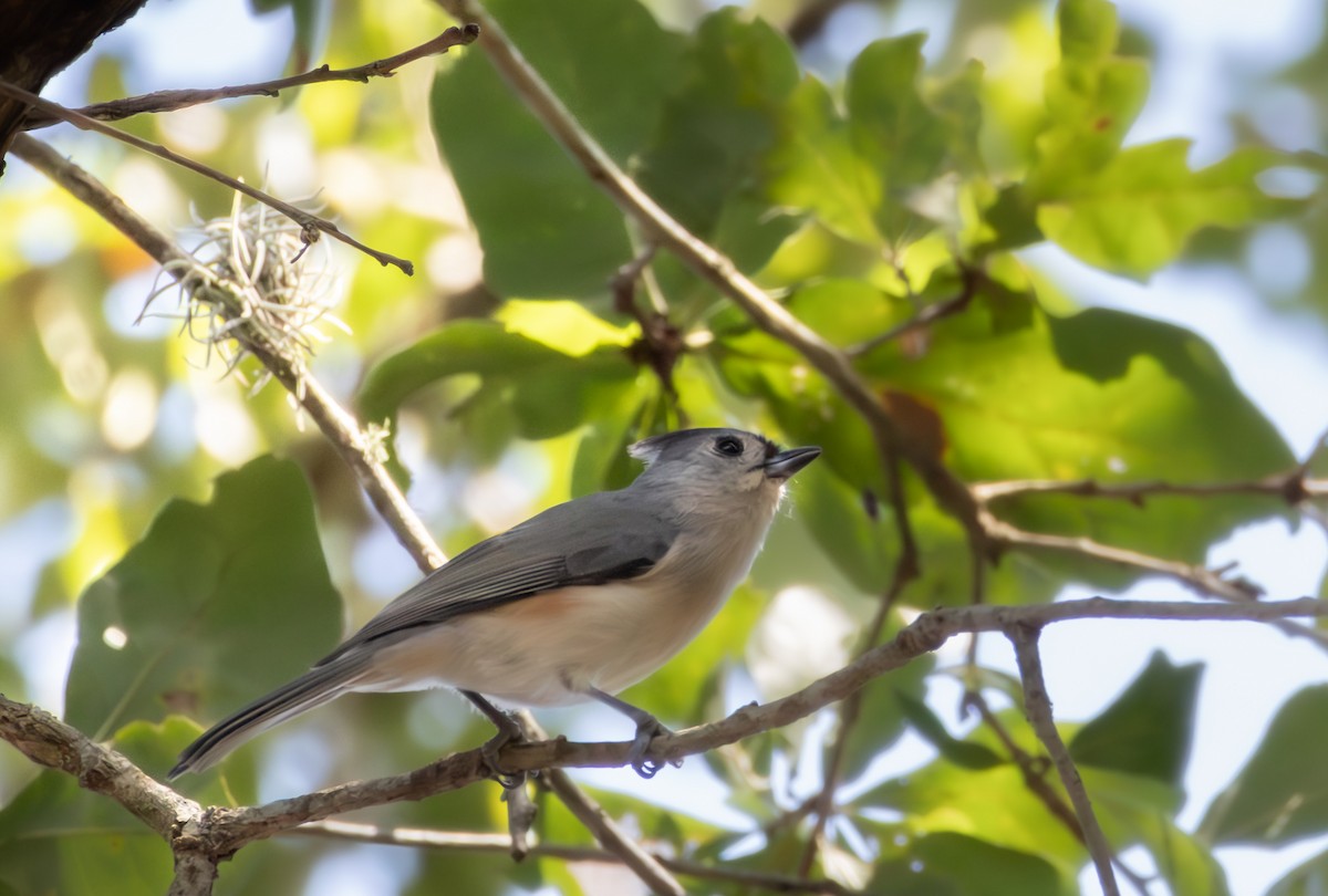 Tufted x Black-crested Titmouse (hybrid) - ML642770600