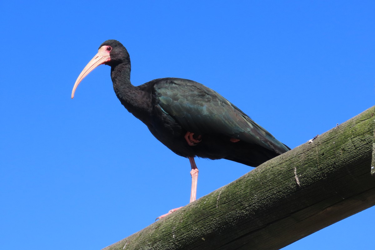 Bare-faced Ibis - ML642770606