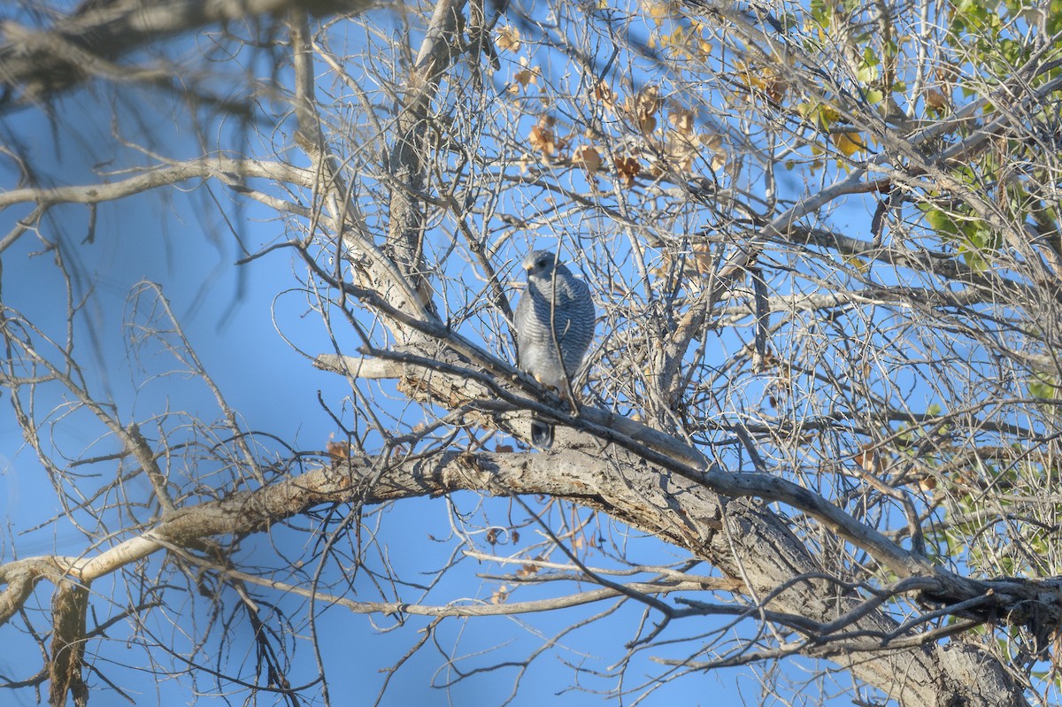 Gray Hawk - ML642770609