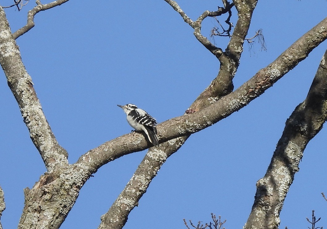 Hairy Woodpecker - ML642770611