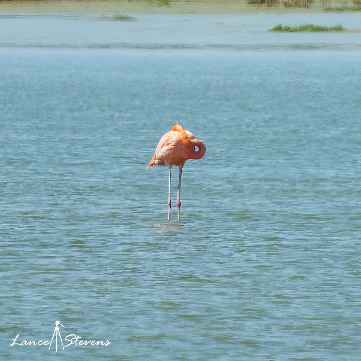 American Flamingo - ML642770612