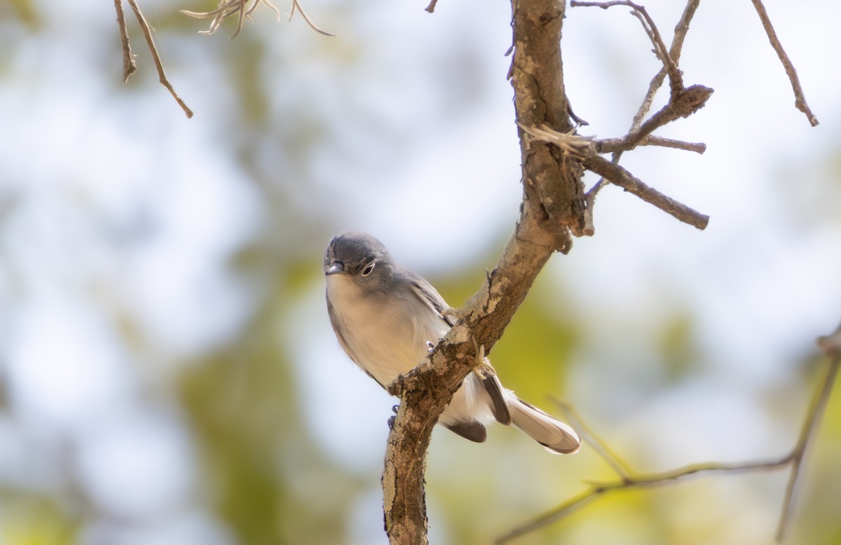 Blue-gray Gnatcatcher - ML642770614