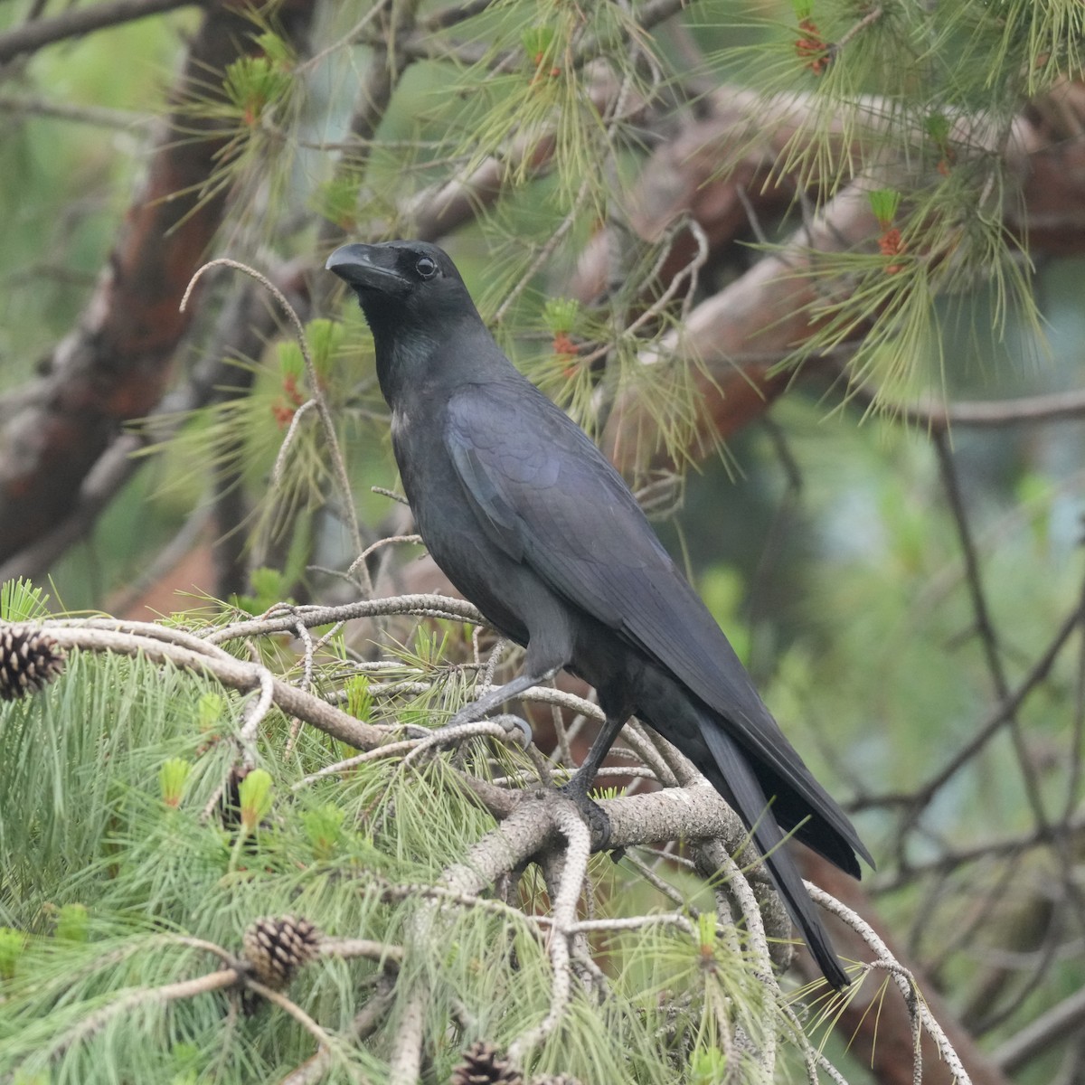 Large-billed Crow (Large-billed) - Chu Zhang
