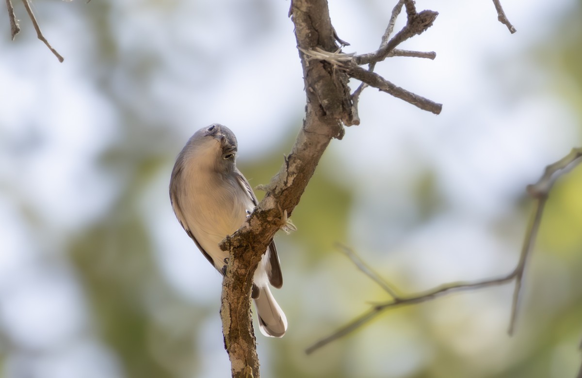 Blue-gray Gnatcatcher - ML642770619