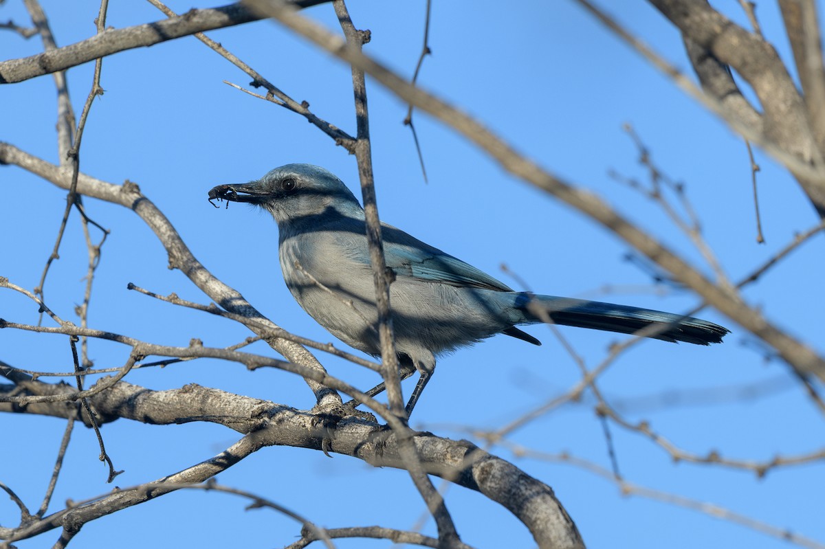 Woodhouse's Scrub-Jay - ML642770620