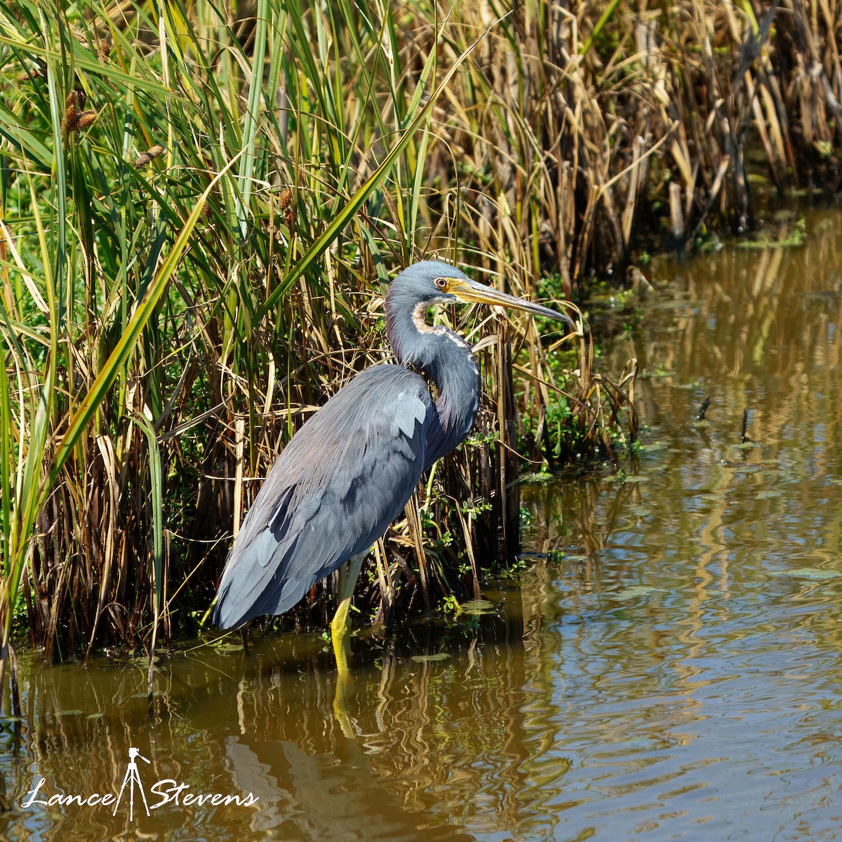 Tricolored Heron - ML642770623