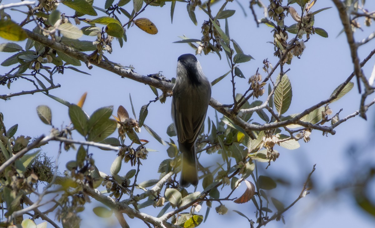 Carolina Chickadee - ML642770626