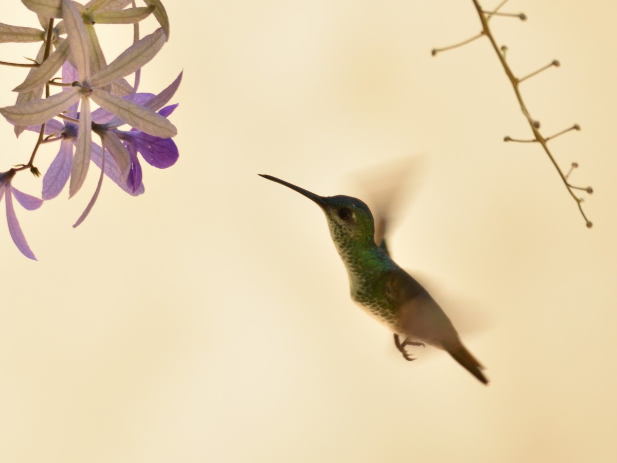 Golden-tailed Sapphire - ML642770627
