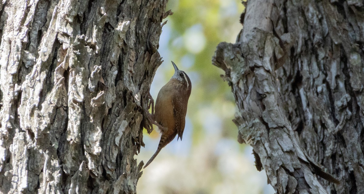 Carolina Wren - ML642770635