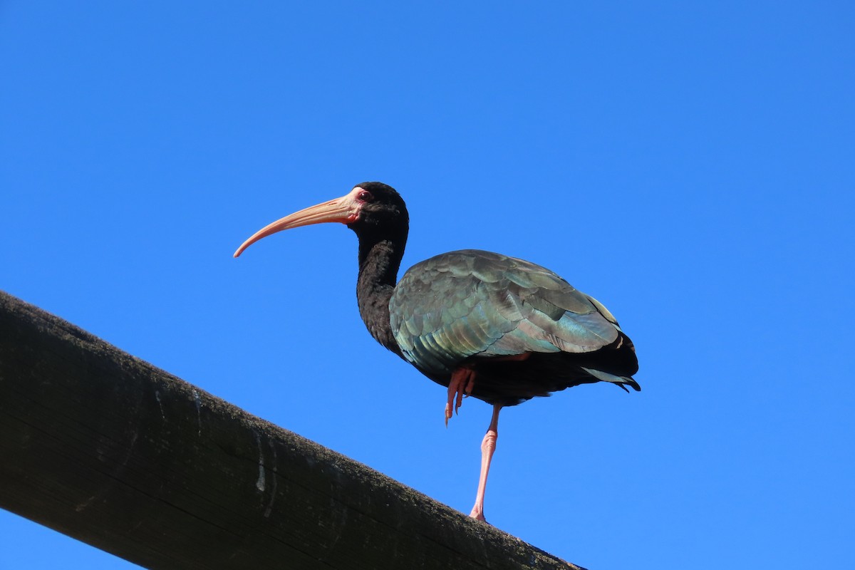 Bare-faced Ibis - ML642770636