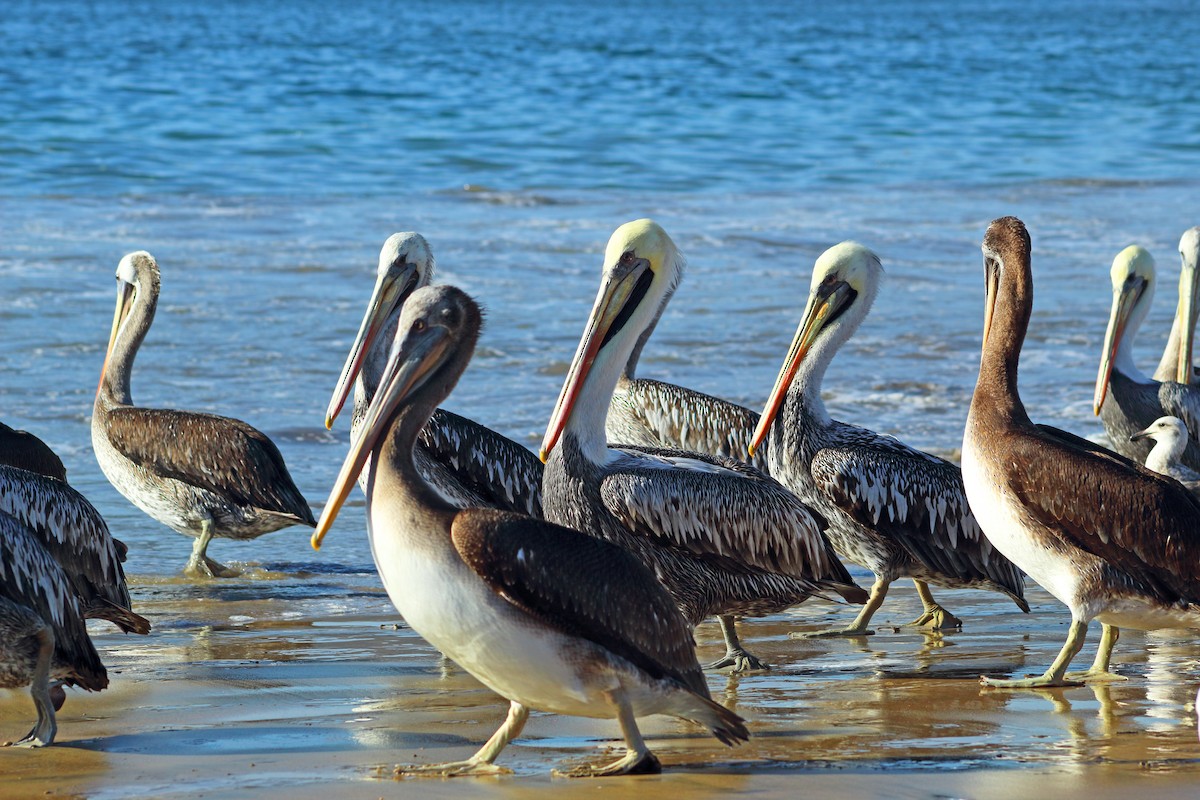 Peruvian Pelican - ML642770640
