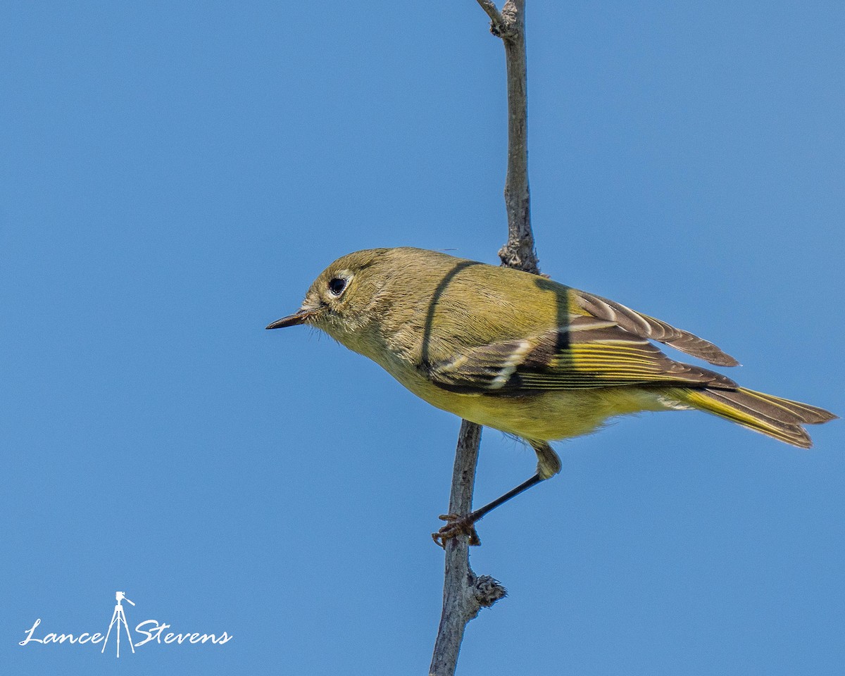 Ruby-crowned Kinglet - ML642770644