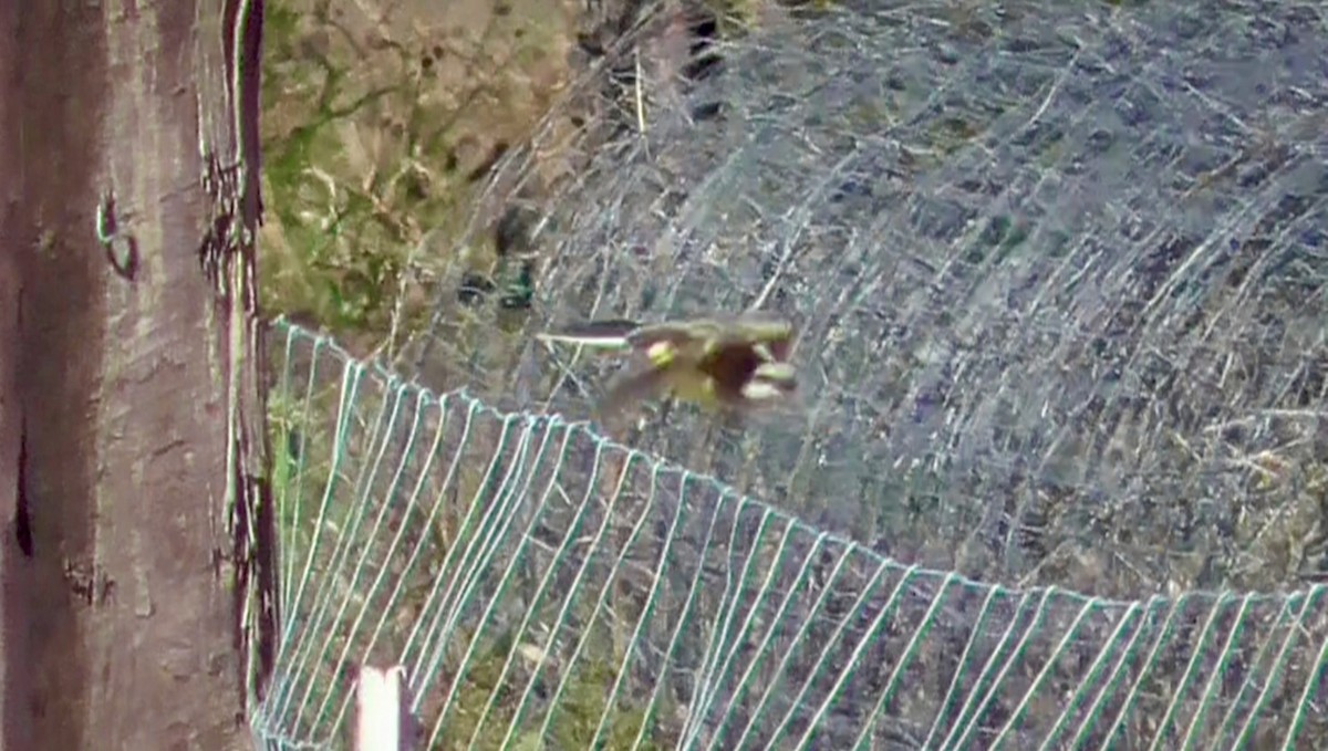 Western Kingbird - ML642770653