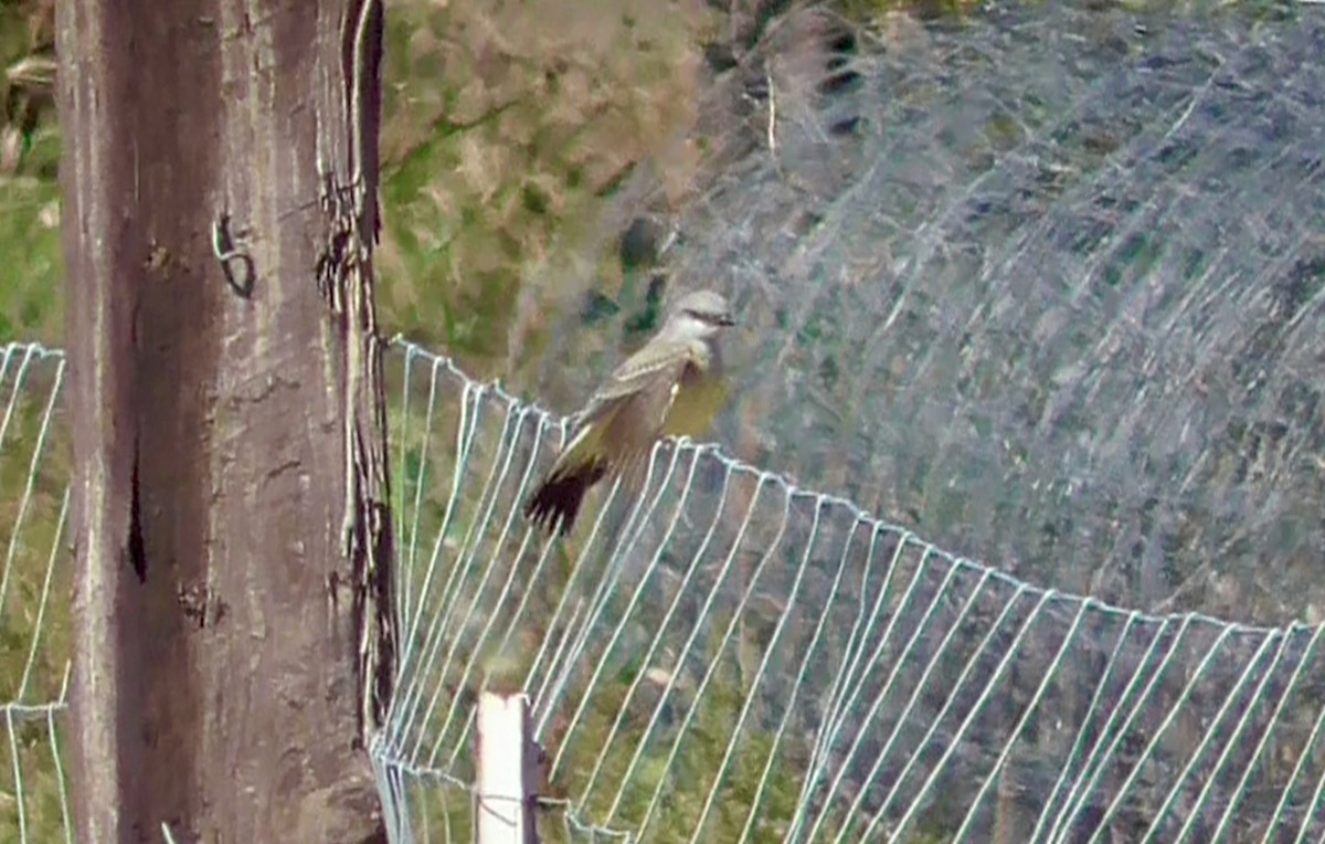 Western Kingbird - ML642770654