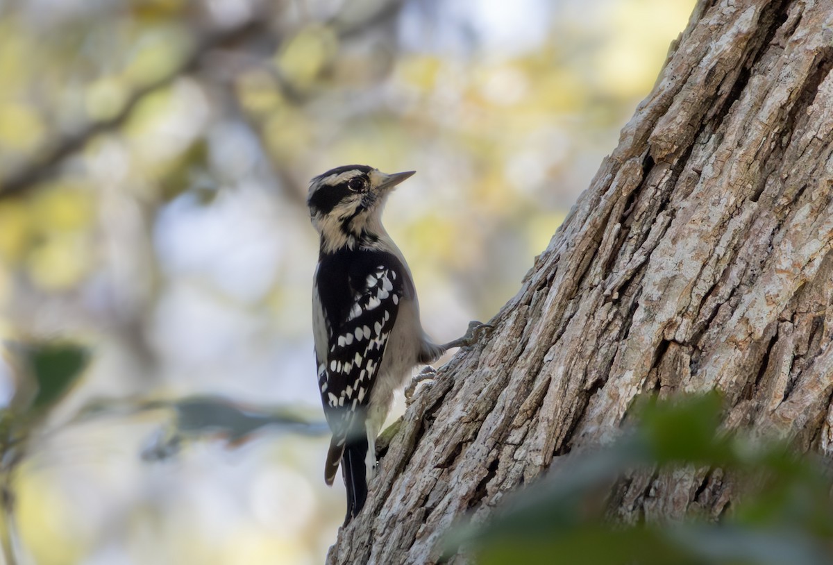 Downy Woodpecker - ML642770659