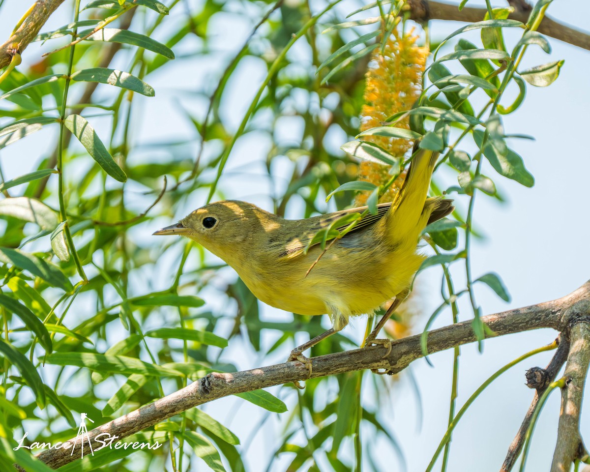 Northern Yellow Warbler - ML642770660