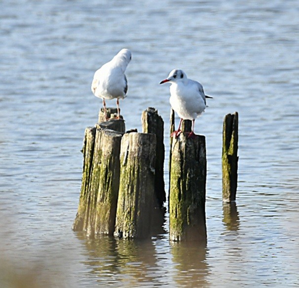 Mediterranean Gull - ML642770675