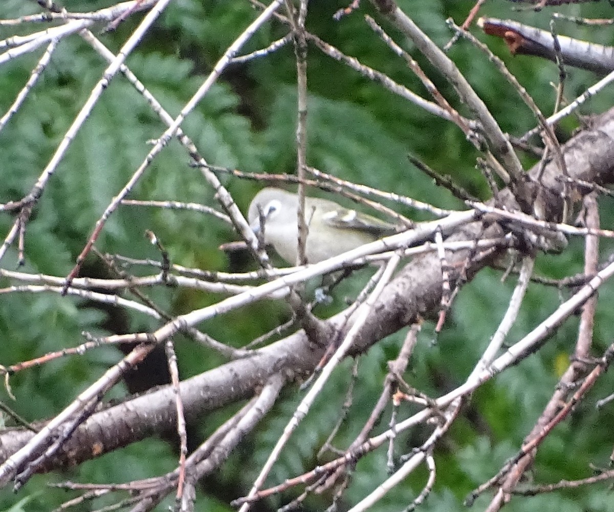 Cassin's Vireo - ML642770677
