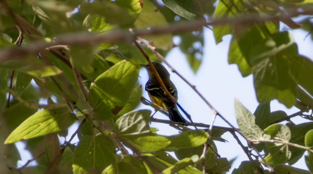 Magnolia Warbler - ML642770689