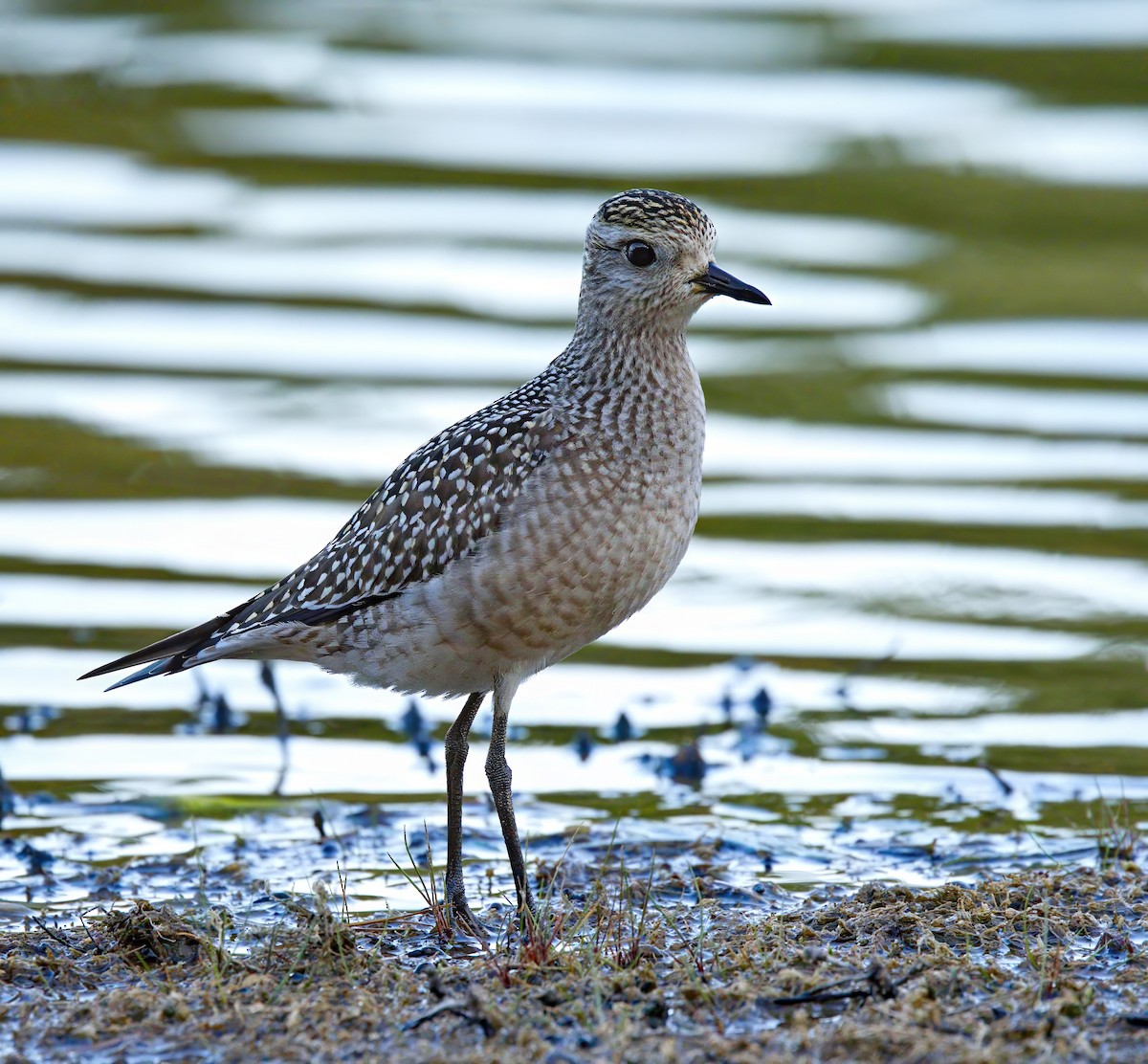 American Golden-Plover - ML642770690