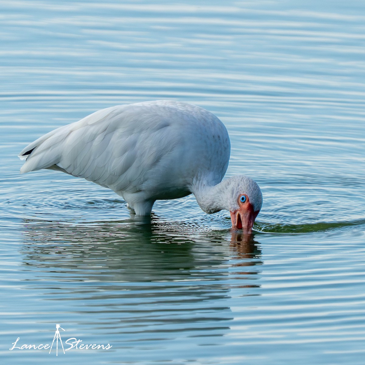 White Ibis - ML642770691
