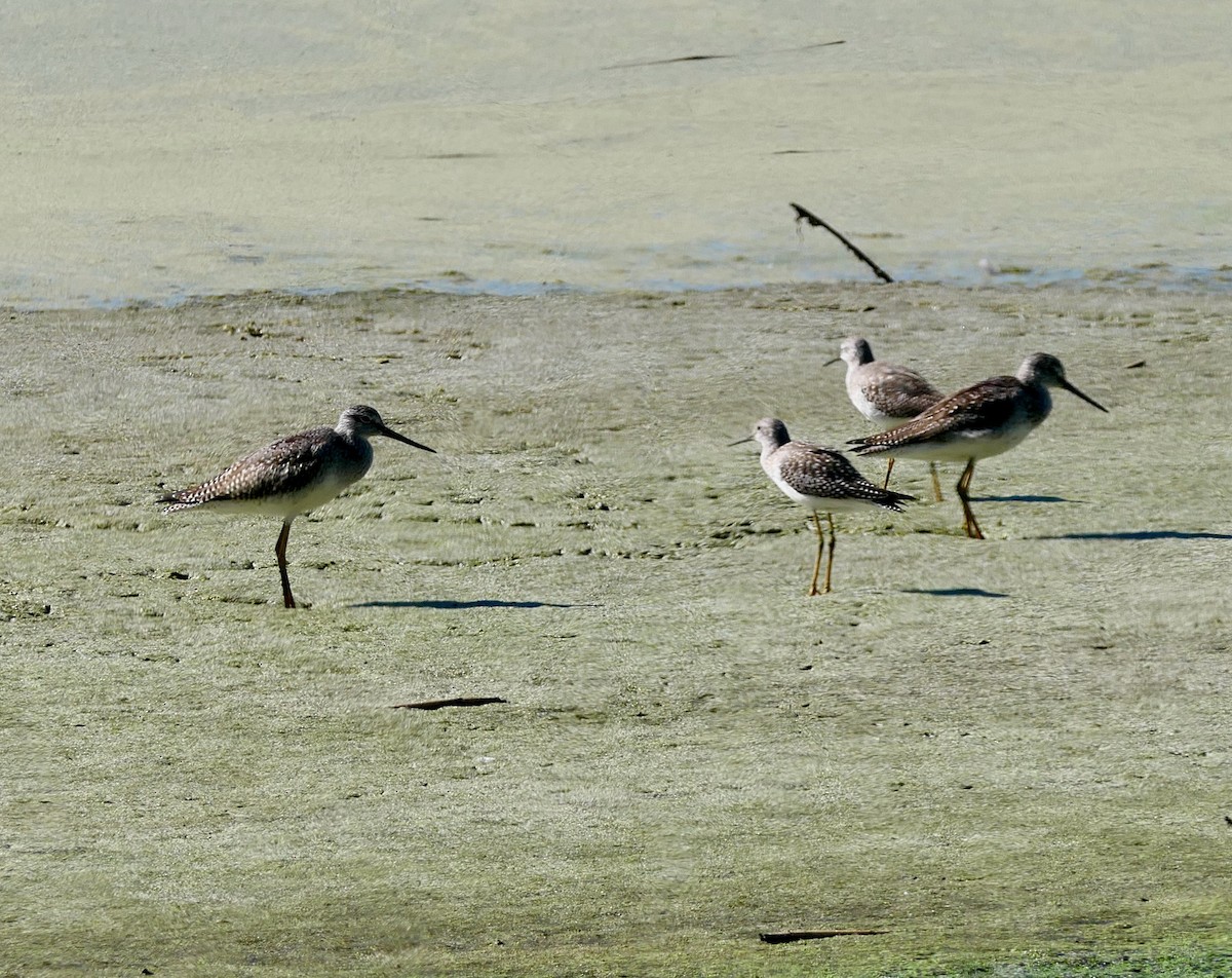 Lesser Yellowlegs - ML642770693