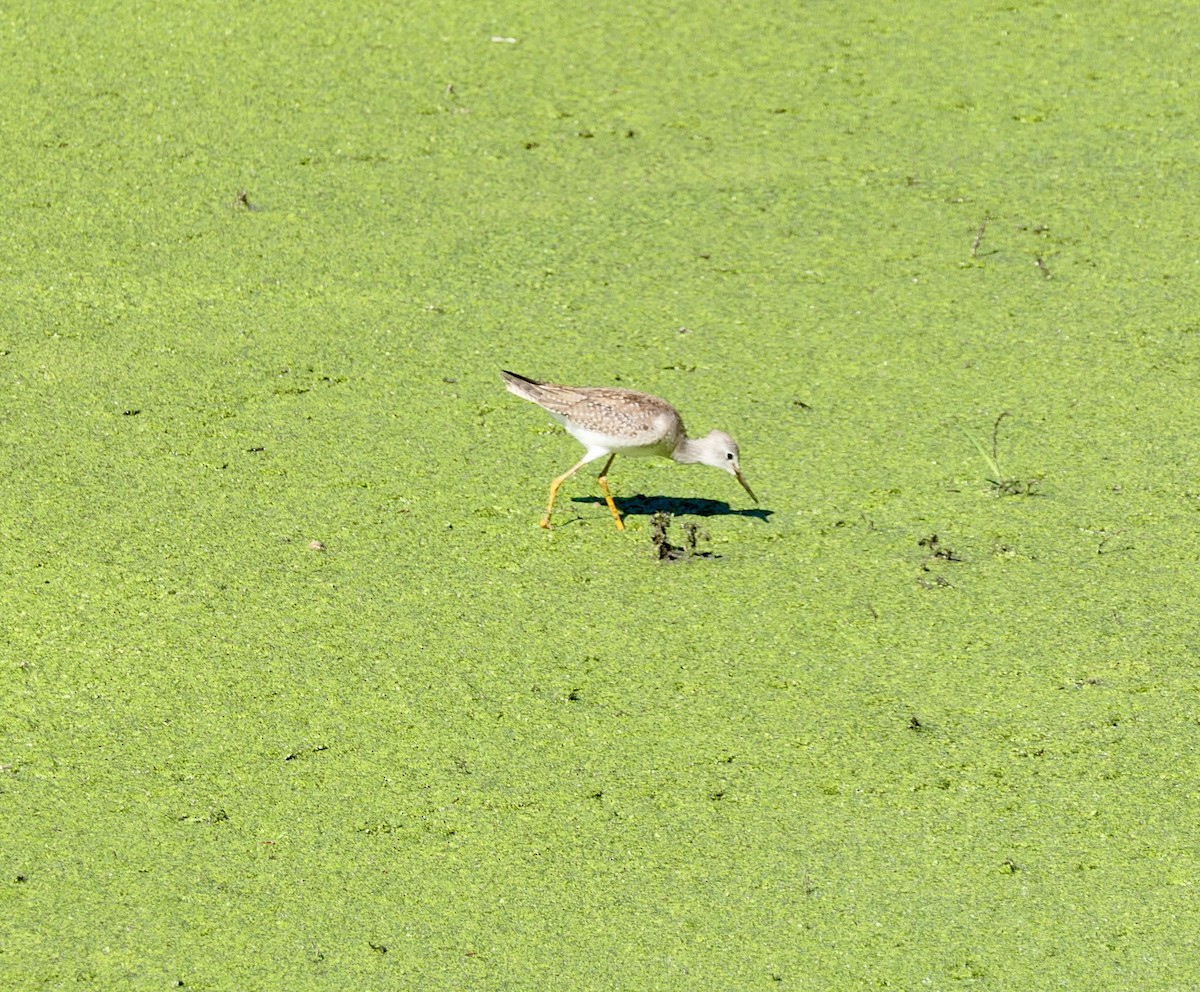 Lesser Yellowlegs - ML642770694