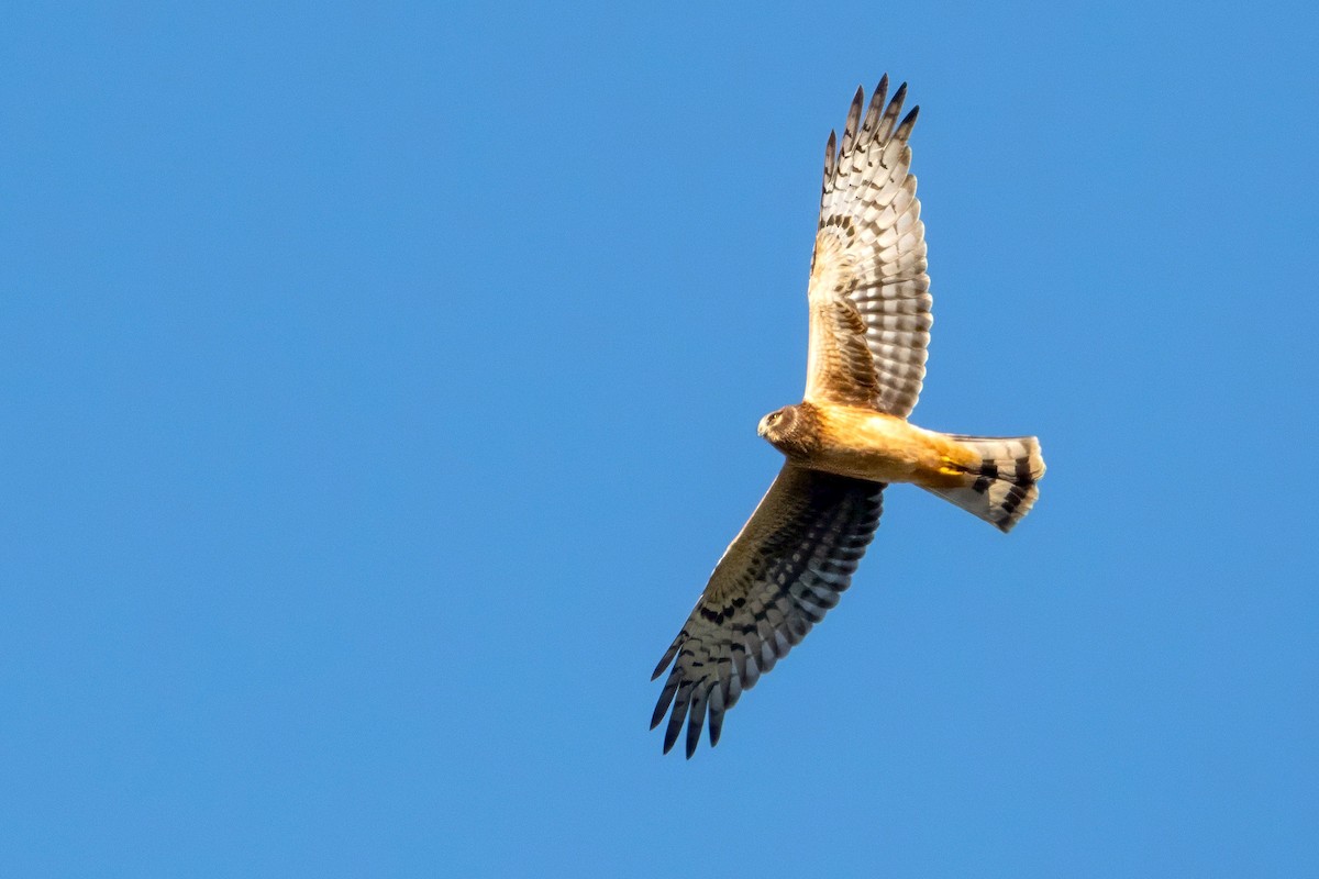 Northern Harrier - Sue Barth