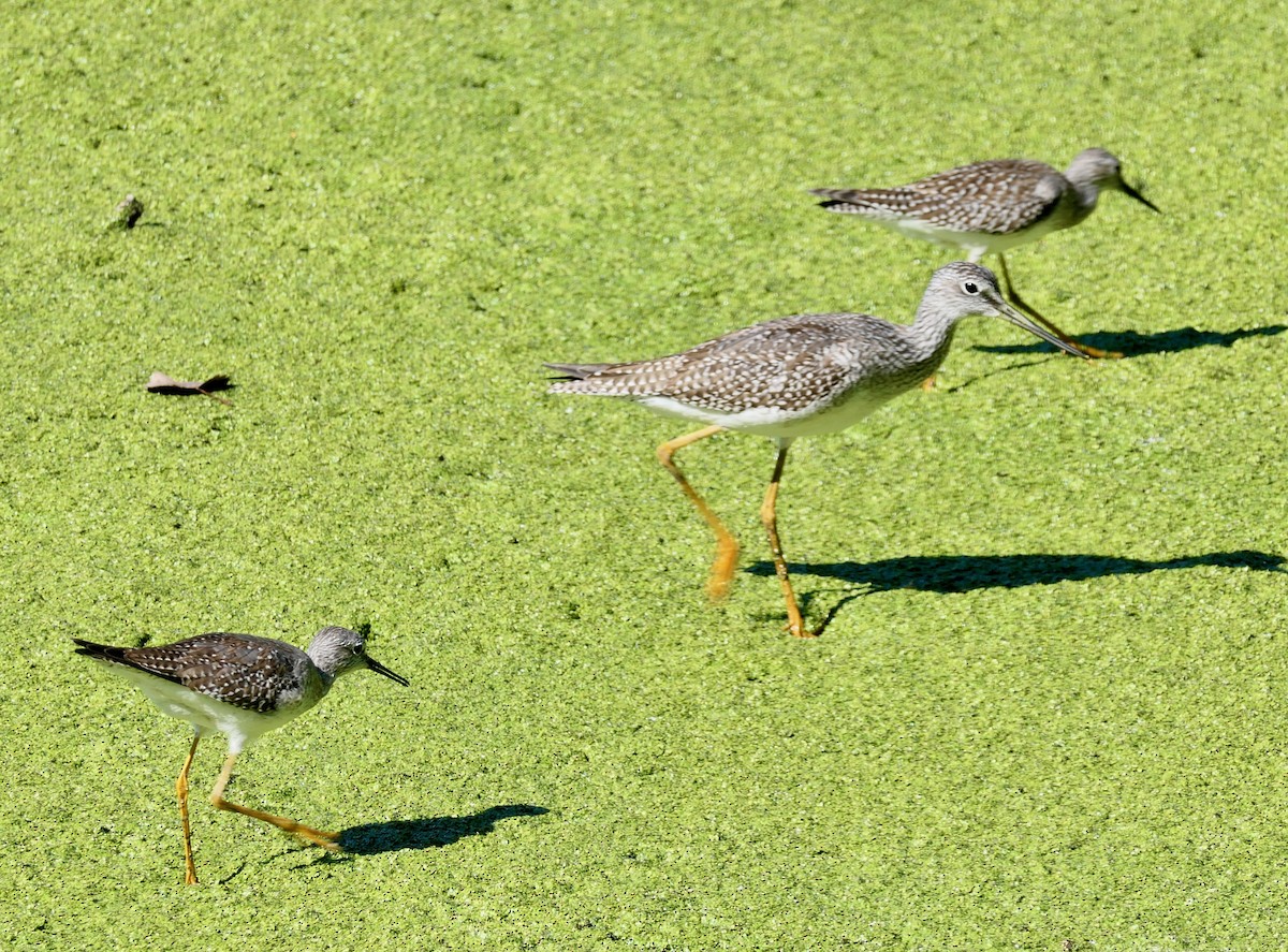 Greater Yellowlegs - ML642770705