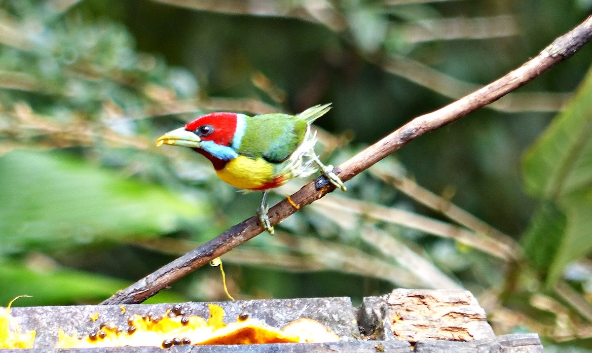 Versicolored Barbet - ML642770721