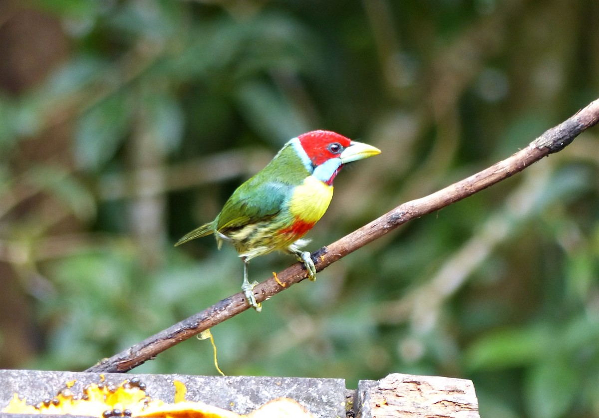 Versicolored Barbet - ML642770722