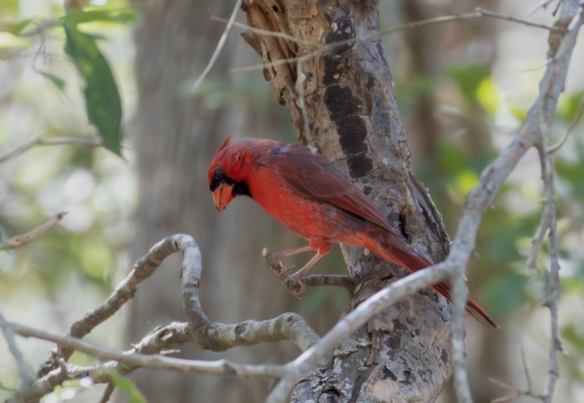 Northern Cardinal - ML642770726