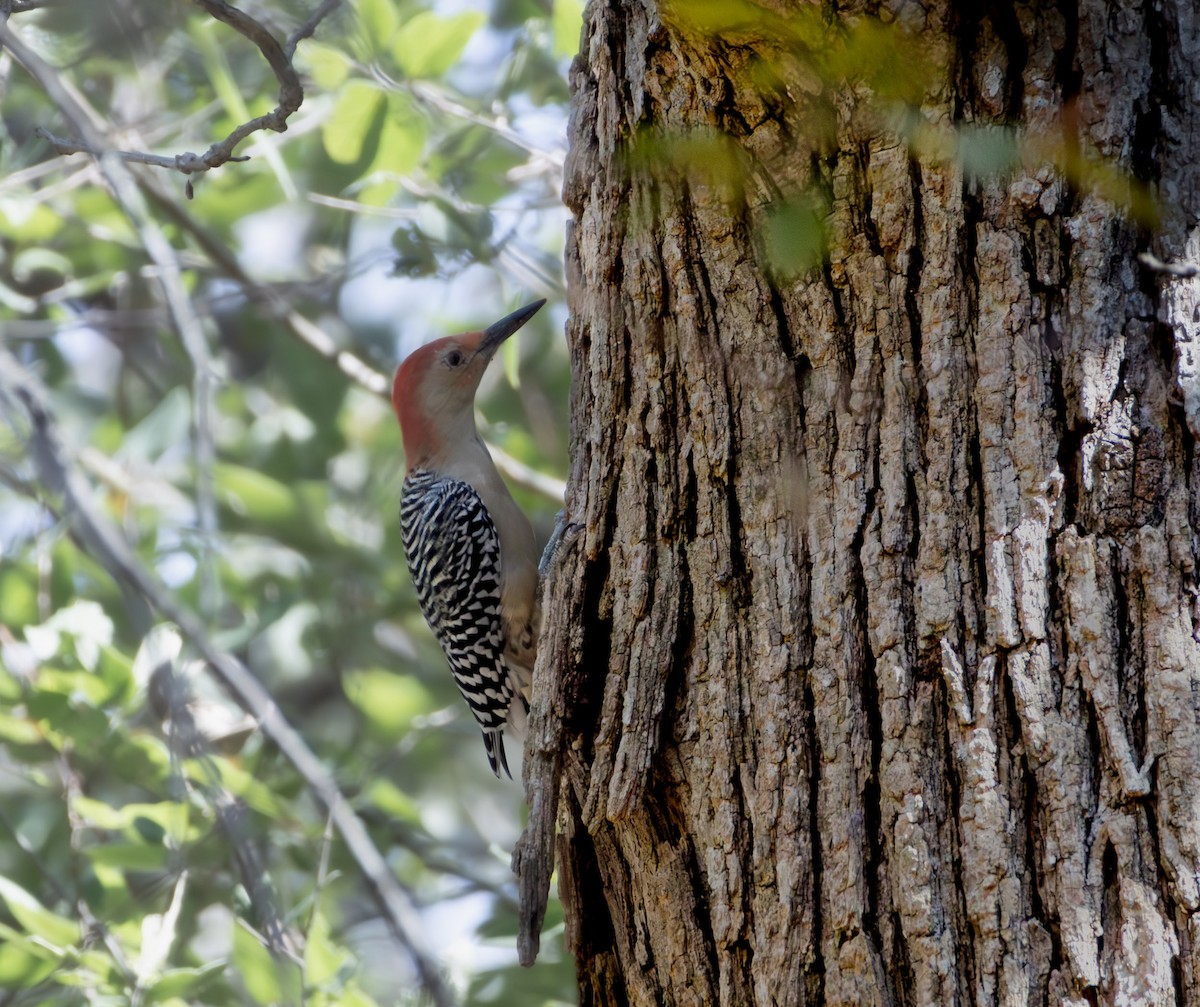 Red-bellied Woodpecker - ML642770738