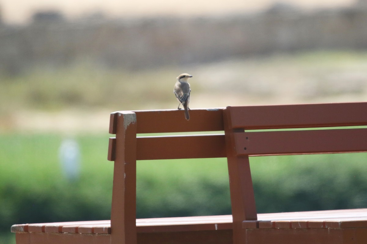 Isabelline Shrike - ML642770755