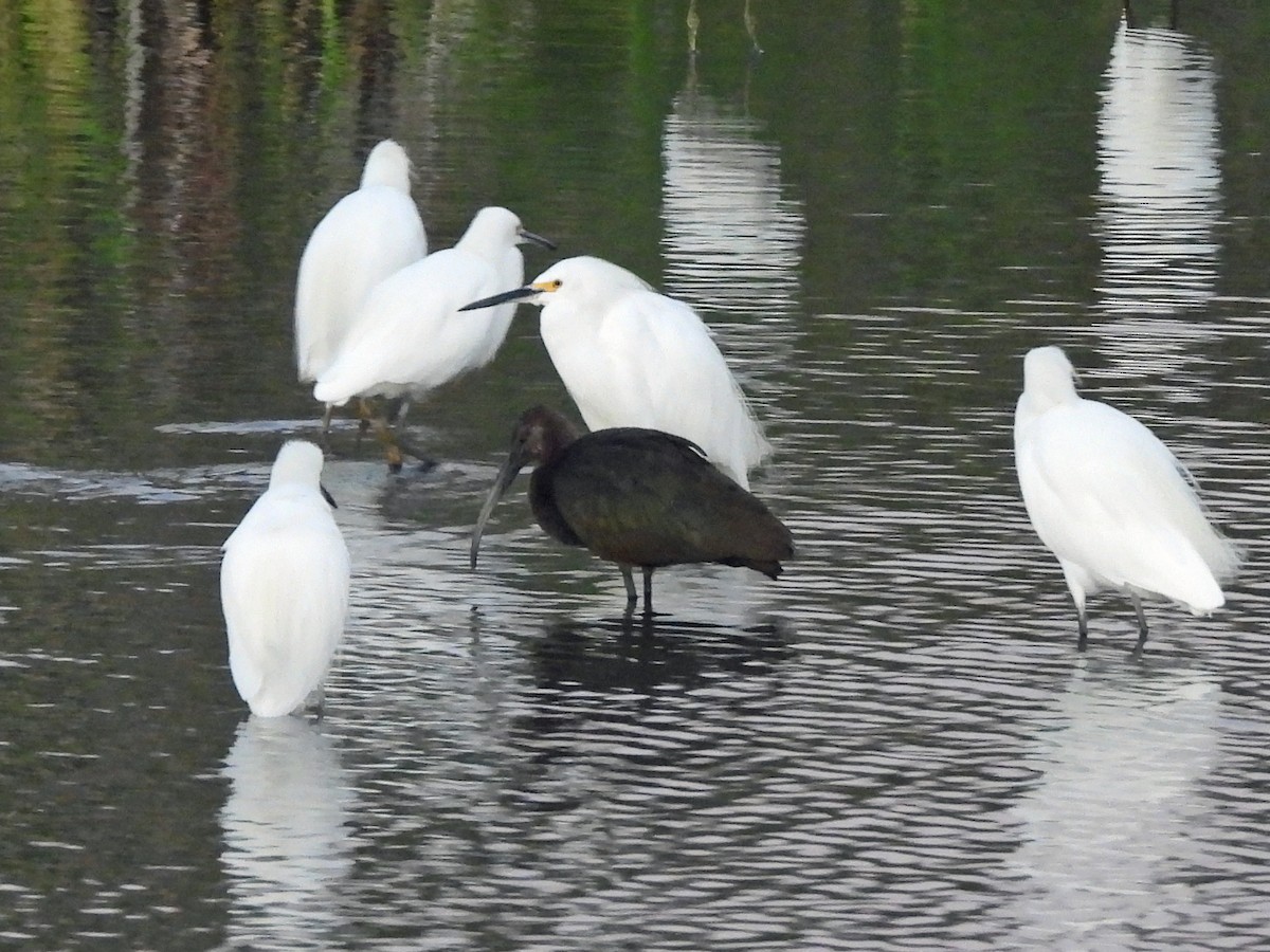 Ibis à face blanche - ML642770760
