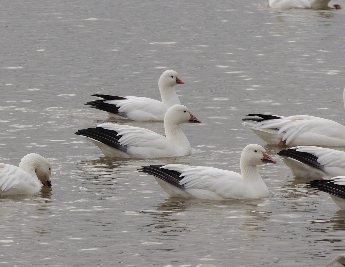 Ross's Goose - ML642770762