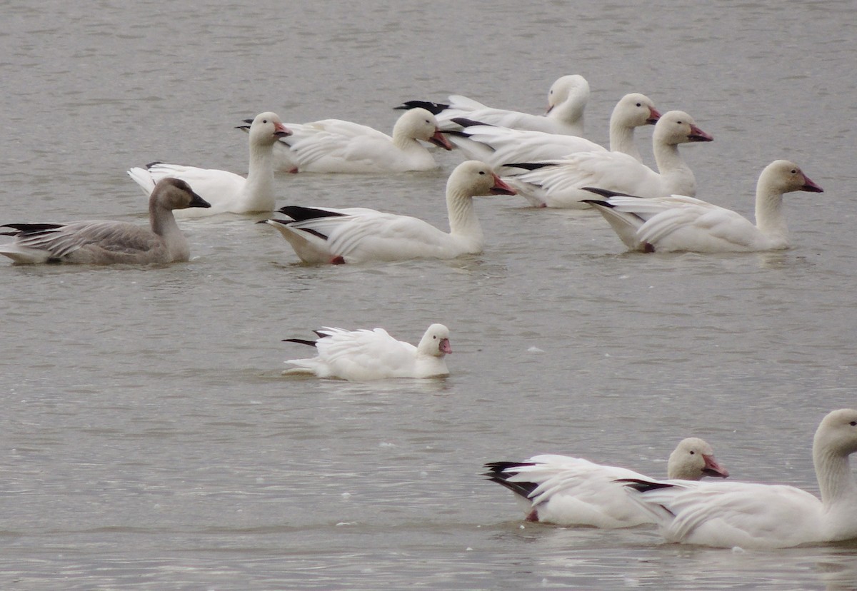 Ross's Goose - ML642770763