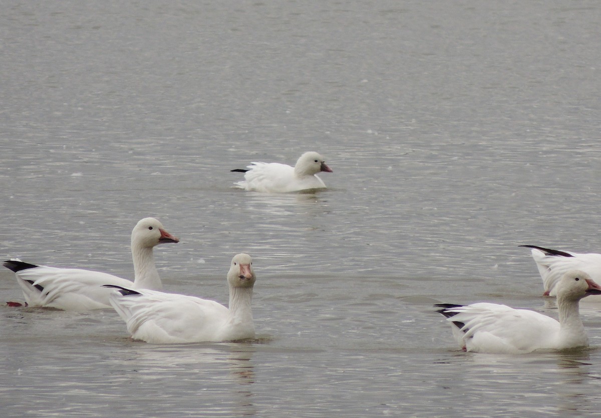 Ross's Goose - ML642770764