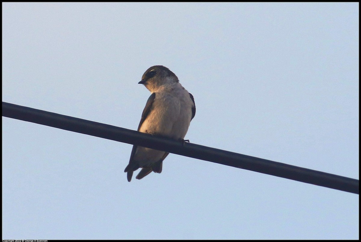 Violet-green Swallow - ML642770767