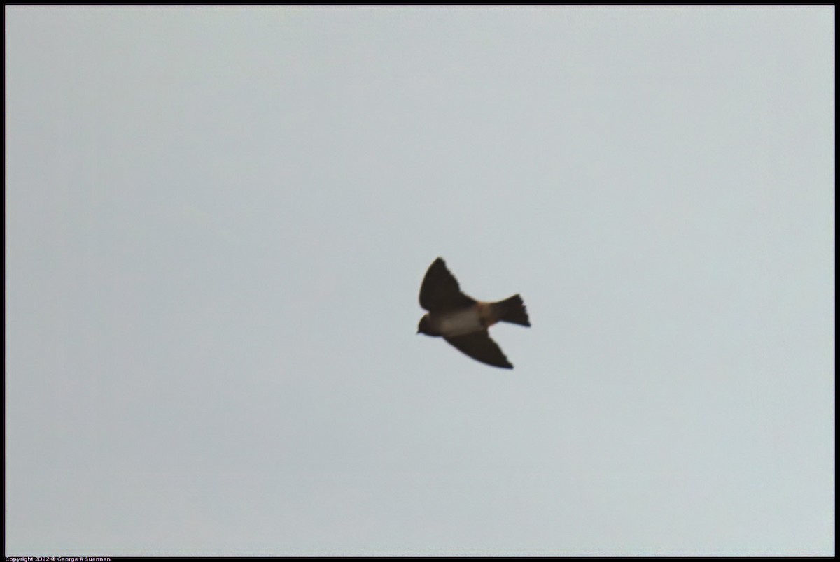 Cliff Swallow - ML642770774